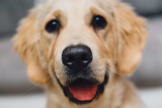 Inaudible Tone Based Wireless Pet Fence