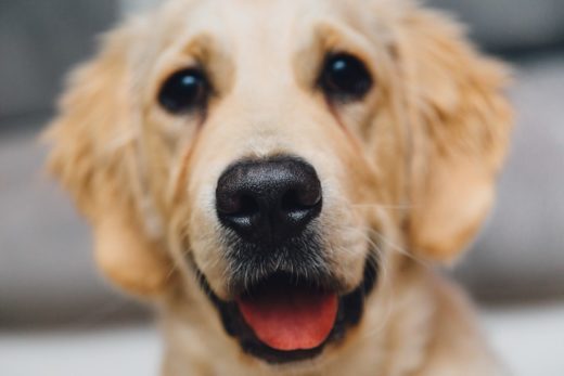 Inaudible Tone Based Wireless Pet Fence