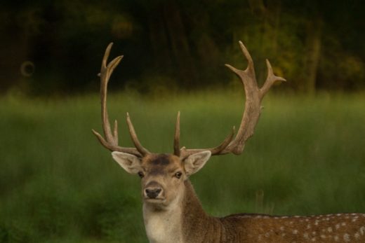 Deer
