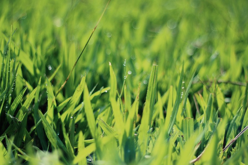 Grass