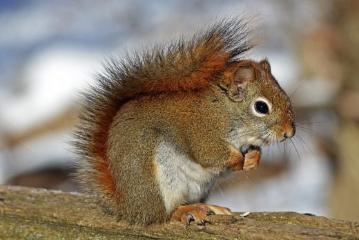 Squirrel