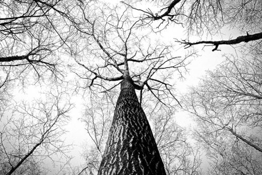 Trees