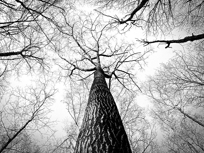 Trees